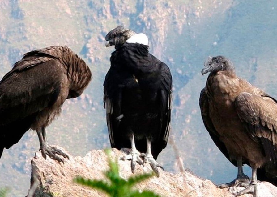 TOUR AL CAÑÓN DEL COLCA - (5)