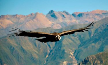 TOUR CAÑON DEL COLCA 2 DIAS 1 NOCHE